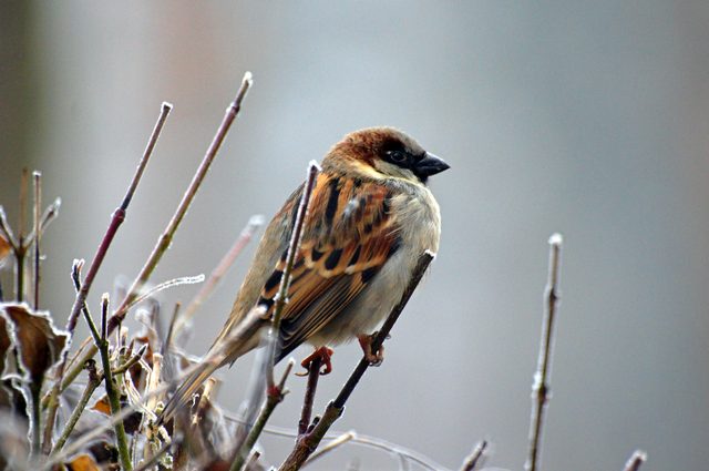 Link to Detailed Page on Birds and Bird Removal