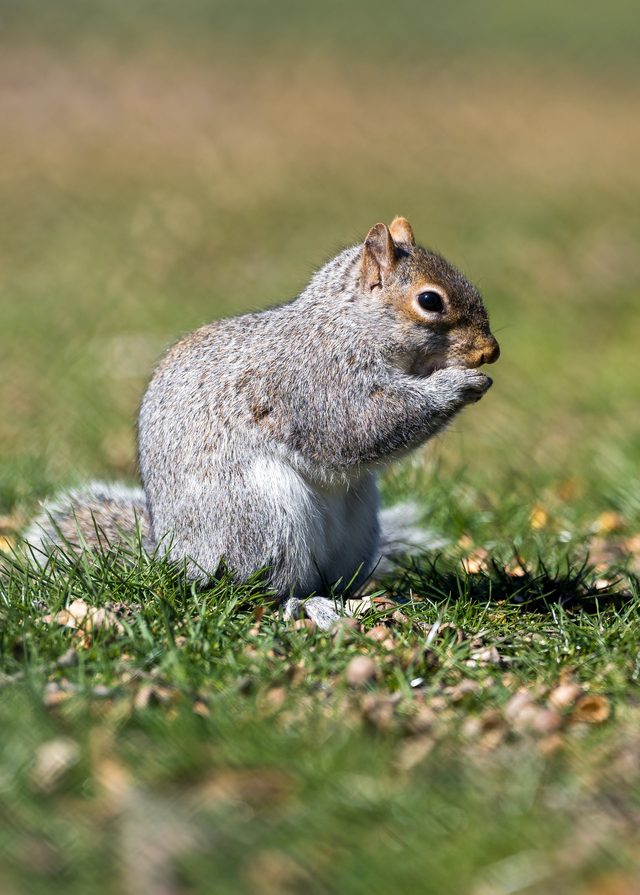 Link to Detailed Page on Squirrels and Squirrel Removal