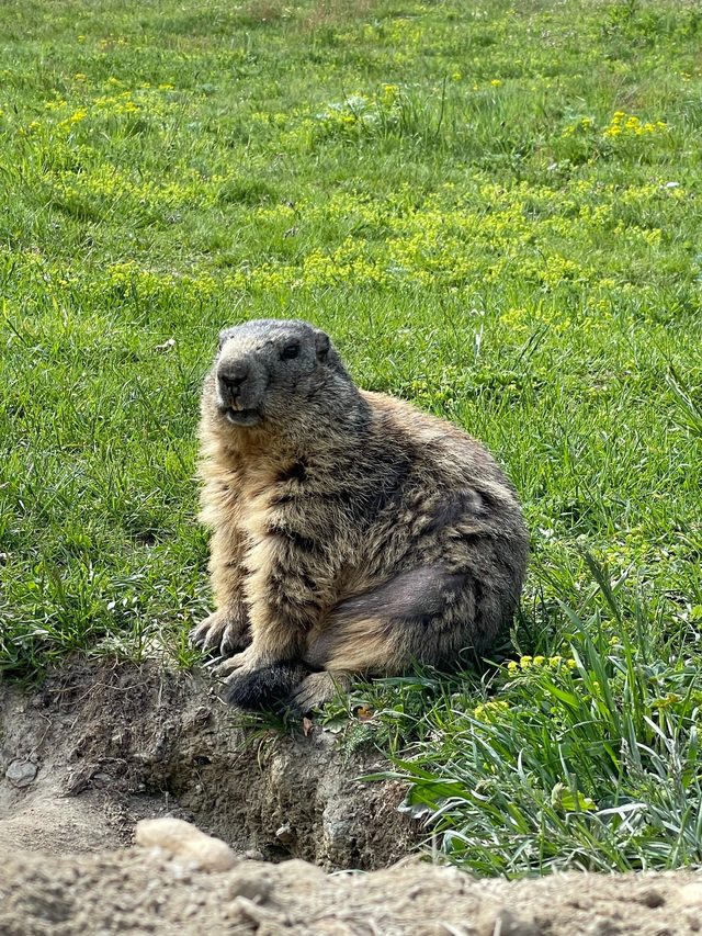 Link to Detailed Page on Groundhogs and Groundhog Removal