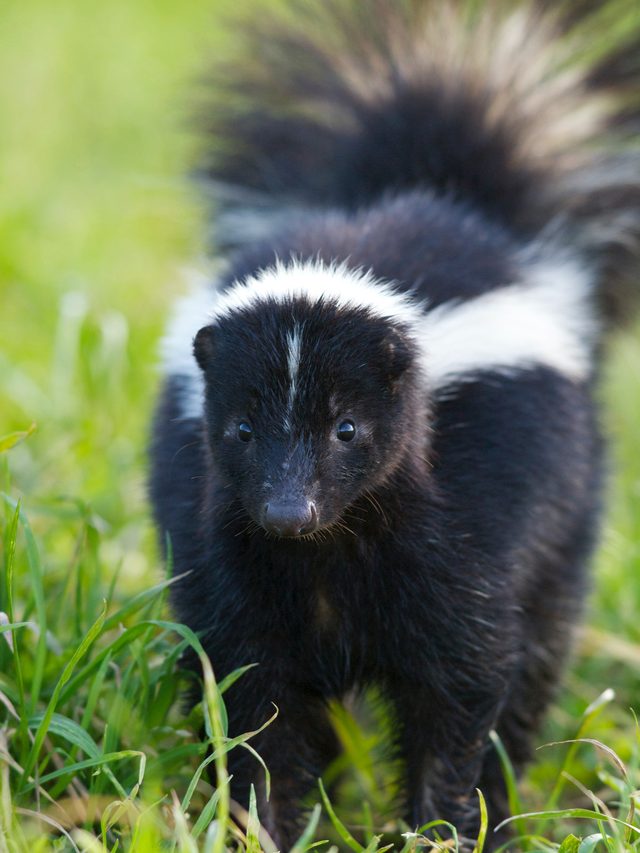Link to Detailed Page on Skunks and Skunk Removal