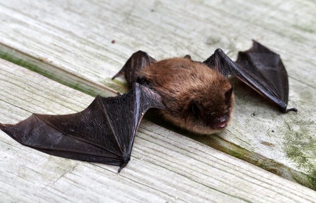 Link to Detailed Page on Bats and Bat Removal
